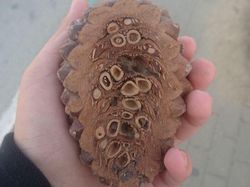 Foto Mencengangkan Bagian Dalam Benda Sehari-Hari Saat Dibelah