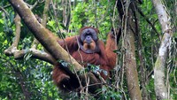 Salah satu momen yang paling dinantikan dalam kegiatan ini adalah kesempatan mengamati orangutan Sumatra (Pongo abelii) yang hidup bebas di alam liar. ANTARA FOTO/SYIFA YULINNAS