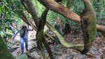 Jungle Trekking di Leuser, Petualangan Menikmati Wisata Alam Liar