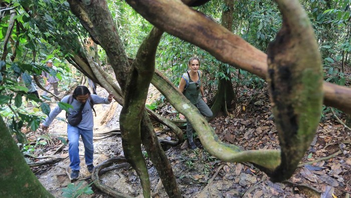 Sejumlah wisatawan melakukan pendakian atau jelajah hutan (jungle trekking) di kawasan Taman Nasional Gunung Leuser (TNGL) yang berada dalam kawasan ekosistem leuser Bukit Lawang, Bohorok, Langkat, Sumatera Utara, Jumat (21/11/2025). Jungle trekking yang diikuti puluhan wisatawan tersebut untuk menikmati keindahan alam hutan hujan tropis yang kaya akan keanekaragaman hayati sekaligus untuk mengamati orangutan Sumatra liar dan satwa langka lainnya di habitat aslinya. ANTARA FOTO/Syifa Yulinnas/nz.