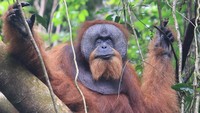 Selain menikmati keindahan alam, para wisatawan diajak memahami pentingnya menjaga kelestarian hutan Leuser sebagai penyangga ekosistem dan habitat satwa dilindungi. ANTARA FOTO/SYIFA YULINNAS