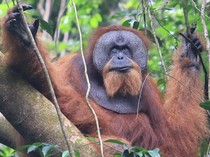 Ancaman Kepunahan Begitu Nyata, Populasi Orangutan Sumatra Merosot Tajam