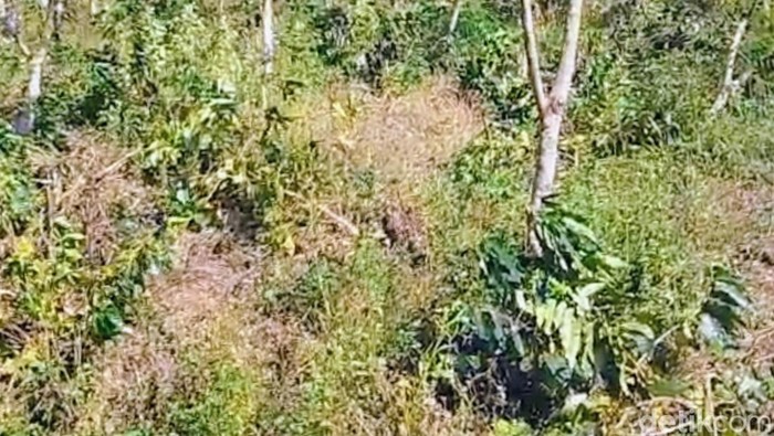 Kebun kopi di Ijen Bondowoso yang dirusak OTK