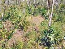 Ratusan Ribu Pohon Kopi PTPN Dirusak, 3.500 Pekerja Terdampak