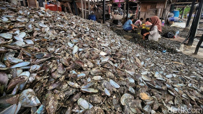 Sejumlah perempuan mengupas cangkang kerang hijau di Muara Angke, Jakarta, Jumat (21/11/2025). Aktivitas ini menjadi pekerjaan sampingan yang menopang ekonomi keluarga pesisir.
