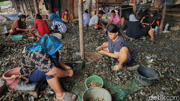 Sejumlah perempuan mengupas cangkang kerang hijau di Muara Angke, Jakarta, Jumat (21/11/2025). Aktivitas ini menjadi pekerjaan sampingan yang menopang ekonomi keluarga pesisir.