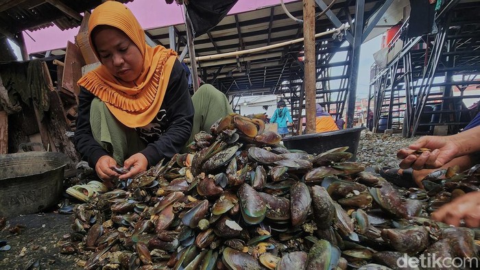 Sejumlah perempuan mengupas cangkang kerang hijau di Muara Angke, Jakarta, Jumat (21/11/2025). Aktivitas ini menjadi pekerjaan sampingan yang menopang ekonomi keluarga pesisir.
