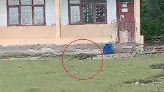 Komodo Makin Sering Masuki Permukiman, Warga Dekat Cagar Alam Wae Wuul Resah