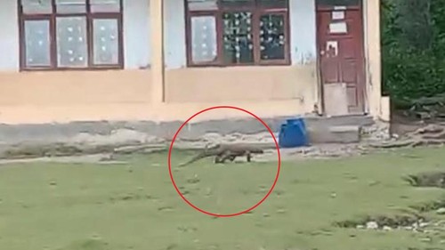 Komodo berkeliaran di area sekolah di Kecamatan Komodo, Manggarai Barat, NTT. (Foto: Dok. Riana Farid)