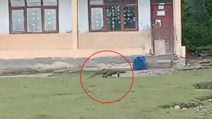 Komodo berkeliaran di area sekolah di Kecamatan Komodo, Manggarai Barat, NTT. (Foto: Dok. Riana Farid)