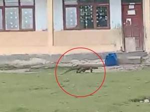 Komodo Berkeliaran di Area Sekolah Labuan Bajo, Warga Ketakutan
