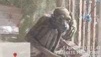 Ini kondisi Owa Gollum saat pertama kali diselamatkan. Sebelumnya, Gollum dipelihara masyarakat dalam waktu cukup lama. Gollum diserahkan ke pihak konservasi dalam kondisi yang cukup memprihatinkan hingga membuat petugas sempat kebingungan mengidentifikasi jenisnya. Penampilan Owa Gollum saat itu disebut menyerupai karakter Gollum di film The Lord of the Rings, yaitu kurus, tanpa bulu, dan kulit mengerut.