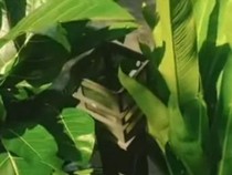 Viral Sejumlah Lampu Taman di Cibinong Bogor Hilang Diduga Dicuri