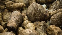 Gembili adalah umbi-umbian bergizi tinggi yang enak dan aman dikonsumsi. Selain kalsium, protein, dan vitamin A, umbi ini diolah jadi kerupuk, kue, hingga mie tradisional. Foto: iStock