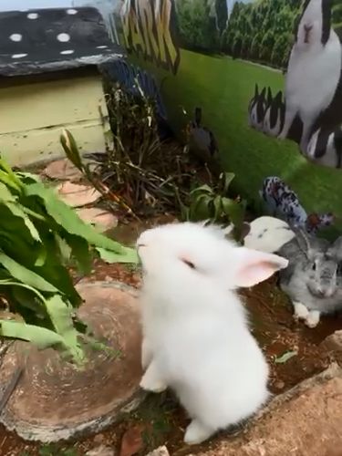 Panorama Cafe Trawas