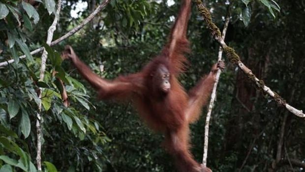 Pelepasliaran Orangutan Artemis dan Gieke