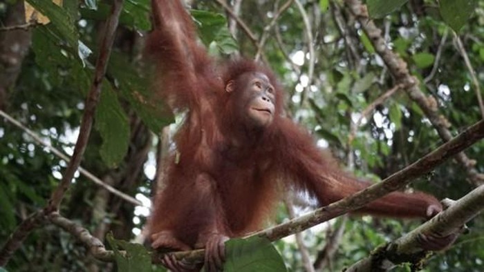Pelepasliaran Orangutan Artemis dan Gieke