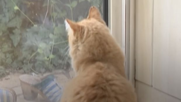 Pengadilan Prancis telah menetapkan seekor kucing sebagai tahanan rumah setelah seorang tetangga mengeluh bahwa kucing tersebut terus melompat ke kebunnya. (Tangkapan Layar Instagram afpnewsagency/Ysis Percq)