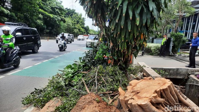 Pohon Tumbang di DI Panjaitan Cawang Ditebang