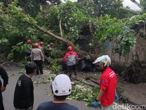 2 Orang Tertimpa Pohon Tumbang di Ring Road Monjali Sleman