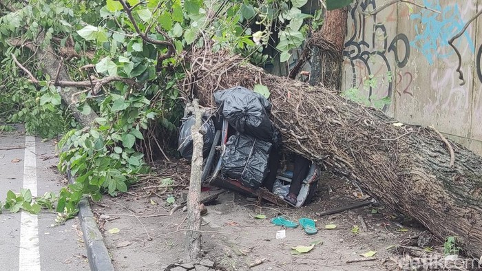 Proses evakuasi dua orang tertimpa pohon di Ring Road Utara, Sleman, Jumat (21/11/2025).
