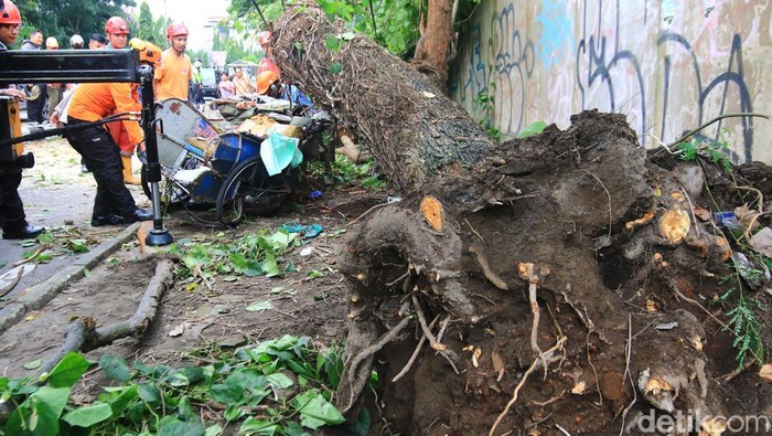 Proses evakuasi dua orang yang tertimpa pohon di Ring Road Utara oleh petugas gabungan, Jumat (21/11/2025).