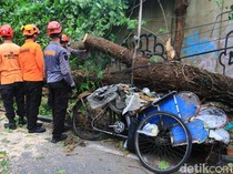 Nasib Tragis Pasutri Tewas Dalam Becak Tertimpa Pohon di Monjali