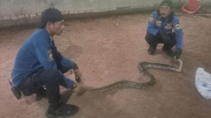 Proses evakuasi ular Sanca kembang ukuran 3 meter di peternakan Bebek di Kuningan