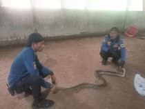 Evakuasi Dramatis Ular Sanca 3 Meter di Kuningan
