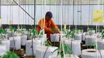 Teknologi IoT Permudah Perawatan Cabai di Greenhouse Kramat Jati