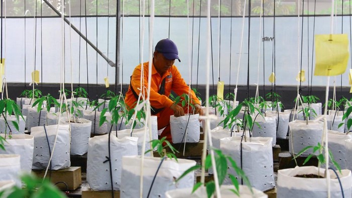 Petugas Penanganan Prasarana dan Sarana Umum (PPSU) melakukan perawatan pada tanamanan cabai dengan bantuan aplikasi di Greenhouse Urban Farming Saung Aset, Batu Ampar, Kramat Jati, Jakarta, Jumat (21/11/2025). Greenhouse sebesar 100 meter persegi dengan kapasitas 204 polybag cabai ini memanfaatkan teknologi canggih berbasis Internet of Things (IoT).