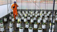Petugas Penanganan Prasarana dan Sarana Umum (PPSU) melakukan perawatan pada tanamanan cabai dengan bantuan aplikasi di Greenhouse Urban Farming Saung Aset, Batu Ampar, Kramat Jati, Jakarta, Jumat (21/11/2025).