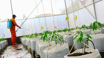 Teknologi IoT Permudah Perawatan Cabai di Greenhouse Kramat Jati