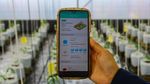 Teknologi IoT Permudah Perawatan Cabai di Greenhouse Kramat Jati