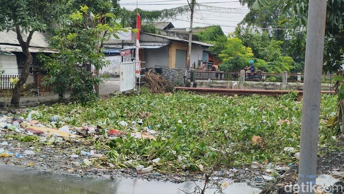 Sungai di Sidoarjo dipenuhi sampah eceng gondok.