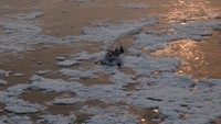 Pengemudi perahu mengarahkan sampannya dengan hati-hati melalui lapisan busa setinggi lutut yang muncul akibat limbah industri dan domestik. REUTERS/Bhawika Chhabra