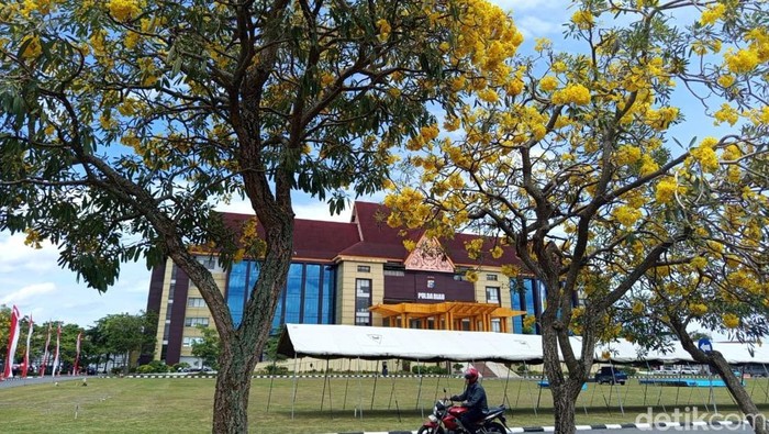 Tabebuya bemekaran indah di Mapolda Riau bertepatan di Hari Pohon Sedunia.