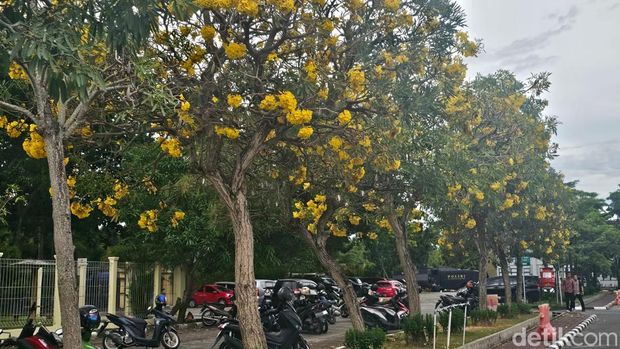 Tabebuya bemekaran indah di Mapolda Riau bertepatan di Hari Pohon Sedunia.