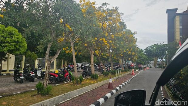 Tabebuya bemekaran indah di Mapolda Riau bertepatan di Hari Pohon Sedunia.