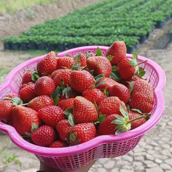 Wisata Petik Strawberry di Batu