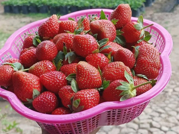 Wisata Petik Strawberry di Batu