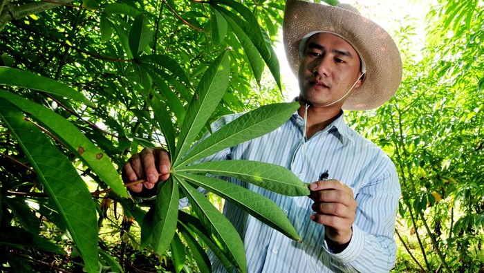 Rebusan Daun Apa yang Ampuh Mengatasi Gula Darah Tinggi? Ini 8 Pilihannya