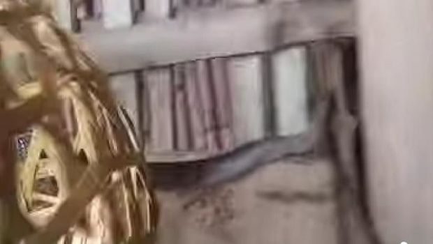 Evakuasi Ular Kobra Penampakan kobra Jawa yang terjepit di kandang kambing Dusun Kunden, Desa Balak, Kecamatan Cawas, Klaten, Sabtu (22/11/2025).