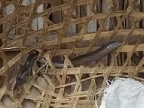 Luka Parah, Kobra Jawa Terjepit di Kandang Kambing Cawas Klaten