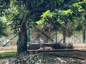 Penjelasan Ragunan soal Alasan Harimau Tampak Lemas di Siang Hari