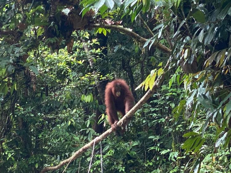 Potret Pelepasliaran Artemis dan Gieke