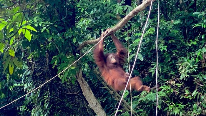 Artemis dan Gieke, dua orang utan yang lahir di Sekolah Hutan Jerora Yayasan Penyelamatan Orangutan Sintang (YPOS), dilepasliarkan di kawasan Taman Nasional Betung Kerihun, Kapuas Hulu, Kalimantan Barat (Kalbar).