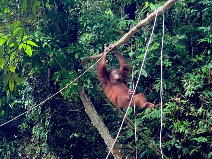 Artemis dan Gieke, dua orang utan yang lahir di Sekolah Hutan Jerora Yayasan Penyelamatan Orangutan Sintang (YPOS), dilepasliarkan di kawasan Taman Nasional Betung Kerihun, Kapuas Hulu, Kalimantan Barat (Kalbar).