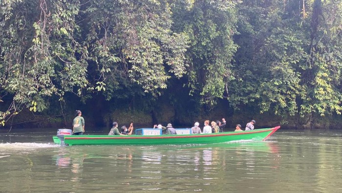 Artemis dan Gieke, dua orang utan yang lahir di Sekolah Hutan Jerora Yayasan Penyelamatan Orangutan Sintang (YPOS), dilepasliarkan di kawasan Taman Nasional Betung Kerihun, Kapuas Hulu, Kalimantan Barat (Kalbar).