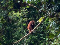 BOSF Nilai Komunikasi Kemenhut Terbuka Bahas Konservasi